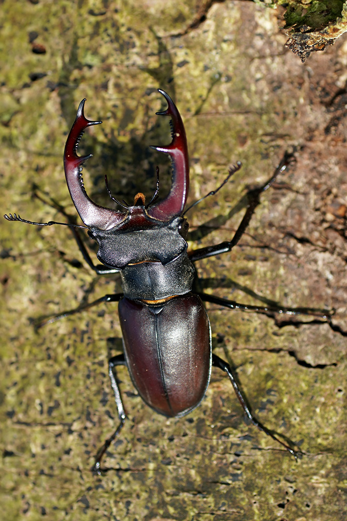 Lucanus cervus