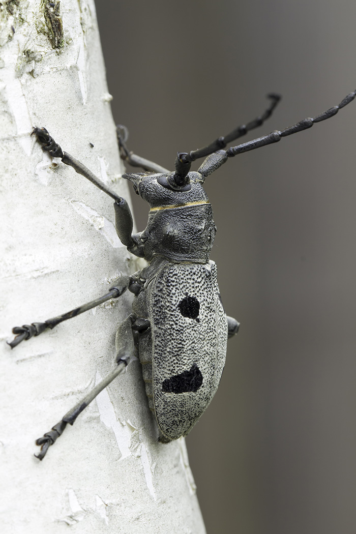 Morimus funereus