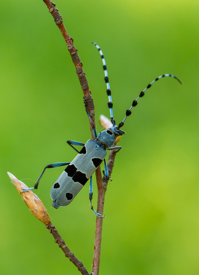 Rosalia alpina